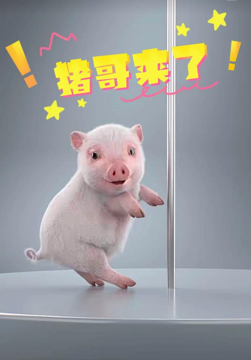 开心猪猪官方正版