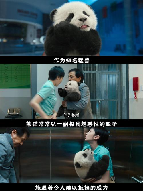 熊猫任务